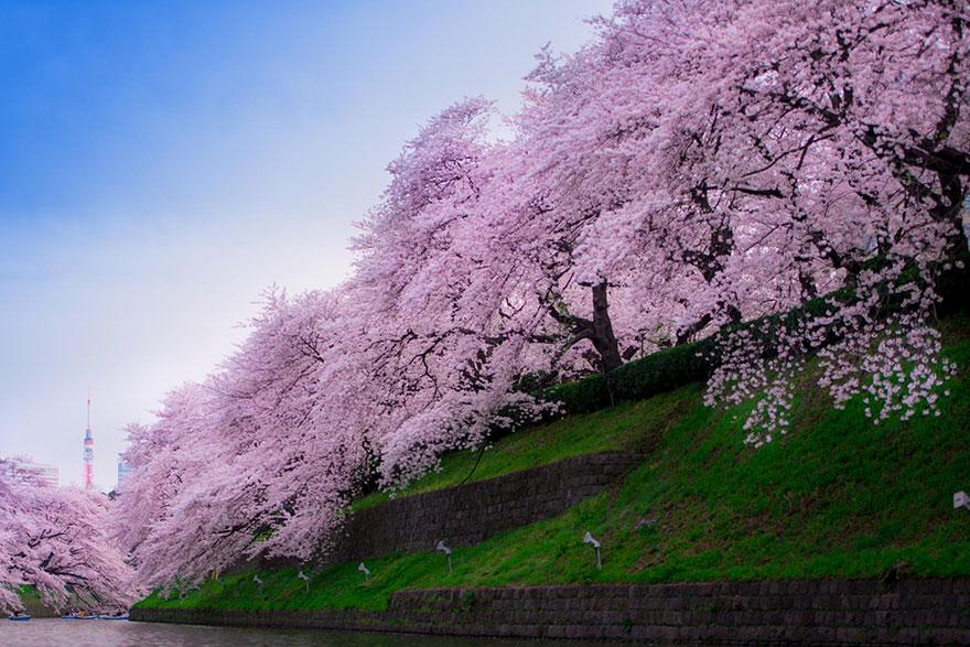21-plus-belles-photos-de-cerisiers-en-fleurs-japon-2014-14