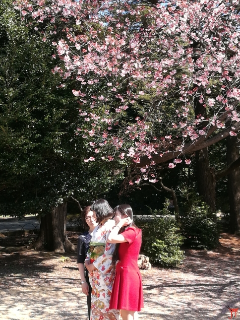 Une future mariée faisant des photos au parc Shinjuku Gyoen avec ces témoins sous les 1ers cerisiers